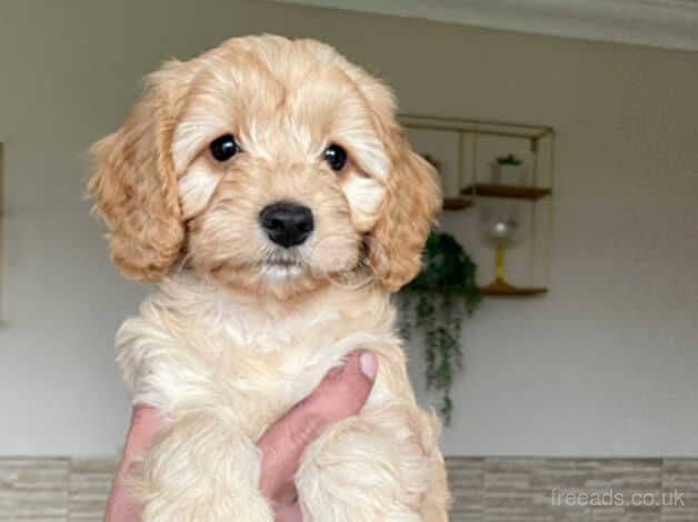 Cockerpoo puppies for sale in Castleford, West Yorkshire - Image 3