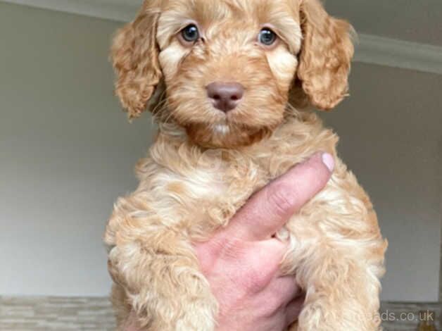 Cockerpoo puppies for sale in Castleford, West Yorkshire - Image 4