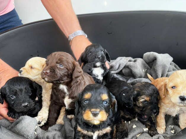 Cockerpoo puppies for sale in Gravesend, Kent