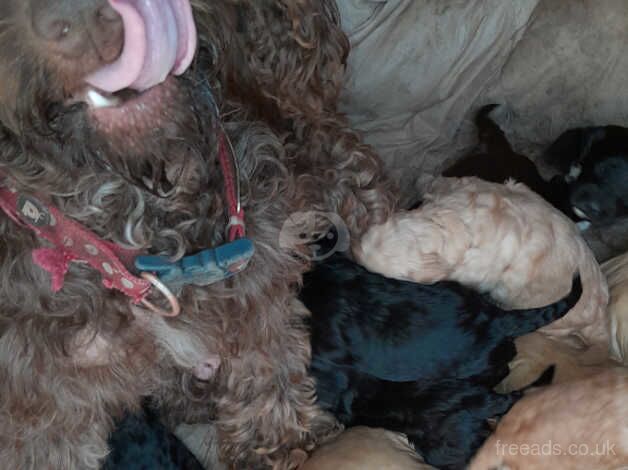 Cockerpoo puppies for sale in Gravesend, Kent - Image 2