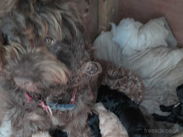 Cockerpoo puppies for sale in Gravesend, Kent - Image 3