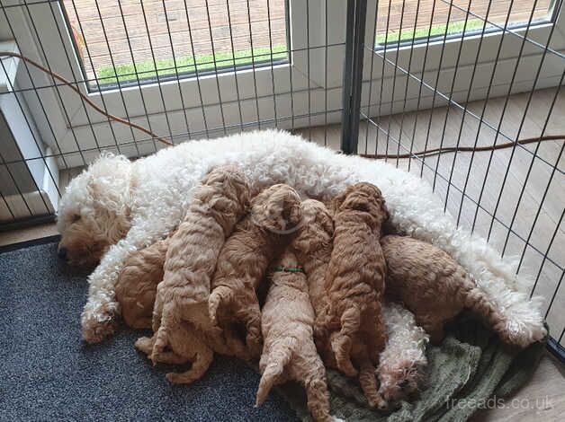 Cockerpoo Puppies for sale in Salisbury, Wiltshire - Image 1