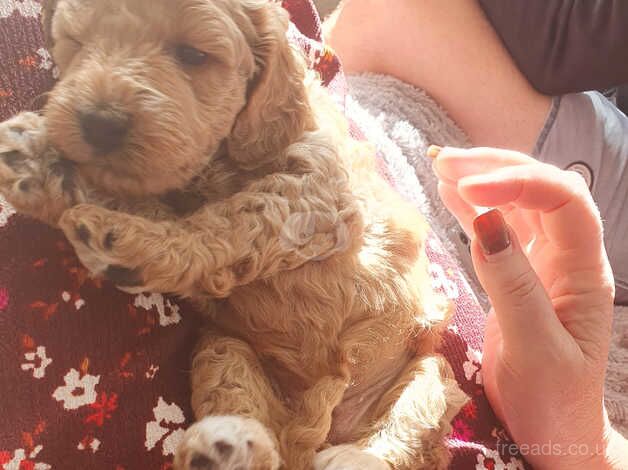 Cockerpoo Puppies for sale in Salisbury, Wiltshire - Image 2