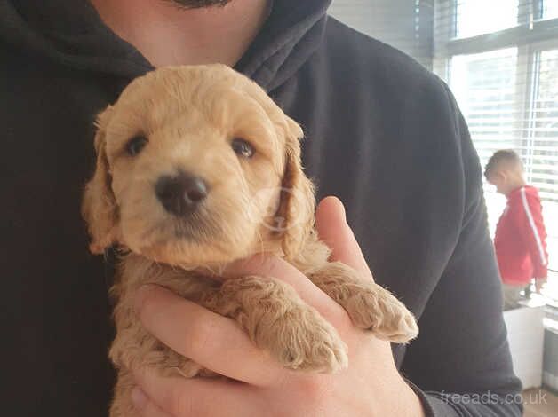 Cockapoo Puppies for sale in Wiltshire