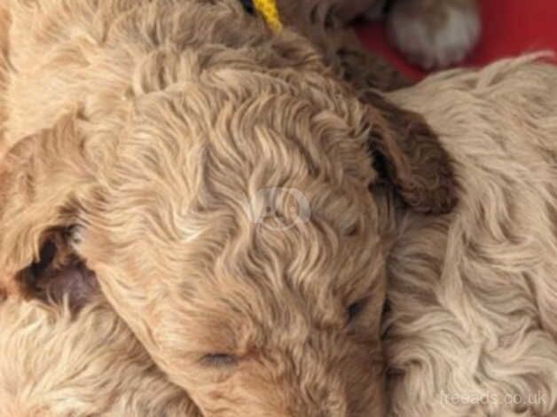 Cockerpoo Puppies for sale in Salisbury, Wiltshire - Image 4