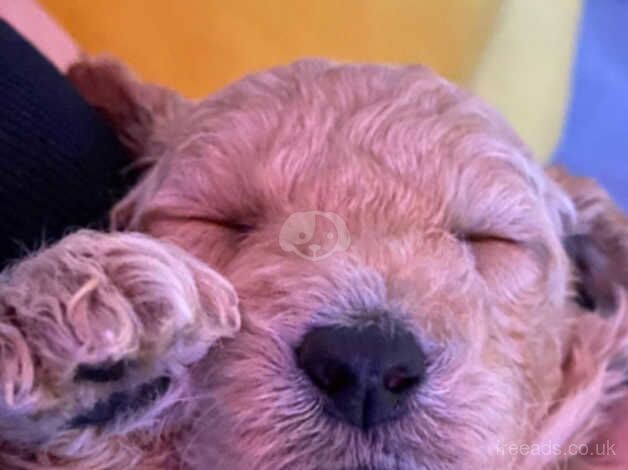 Cockerpoo Puppies for sale in Salisbury, Wiltshire - Image 5