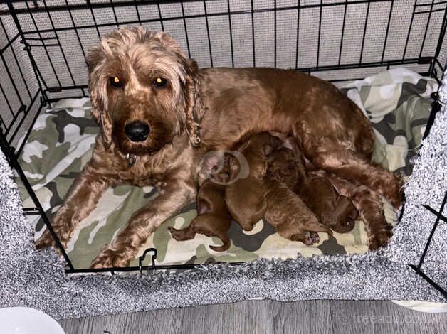 Cockerpoo puppies for sale in Sunderland, Tyne and Wear