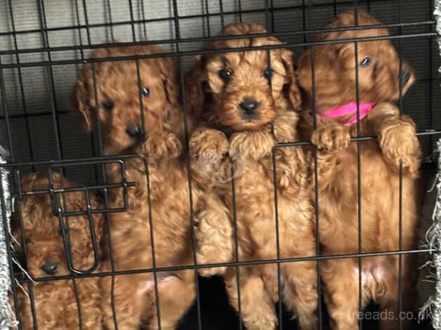 Cockerpoo puppies for sale in Sunderland, Tyne and Wear - Image 2