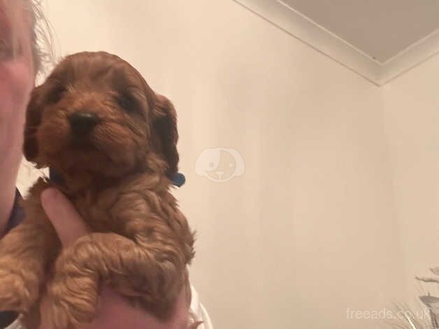 Cockapoo Puppies for sale in Tyne and Wear