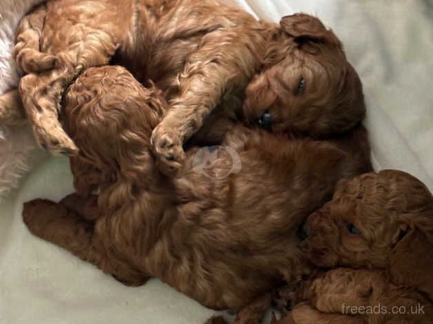 Cockerpoo puppies for sale in Sunderland, Tyne and Wear - Image 4