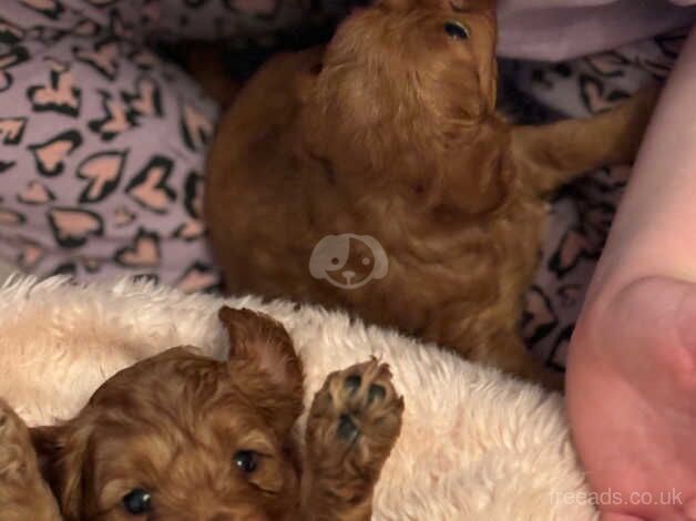 Cockerpoo puppies for sale in Sunderland, Tyne and Wear - Image 5