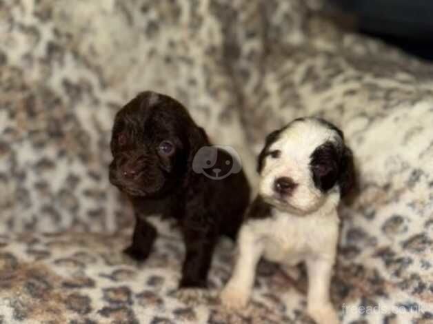 Cockerpoo puppies for sale in Tilbury, Essex - Image 1