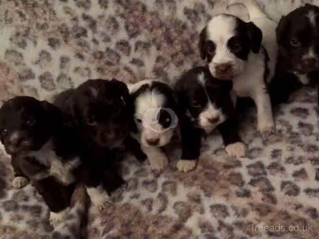 Cockerpoo puppies for sale in Tilbury, Essex - Image 2