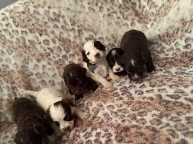 Cockerpoo puppies for sale in Tilbury, Essex - Image 3