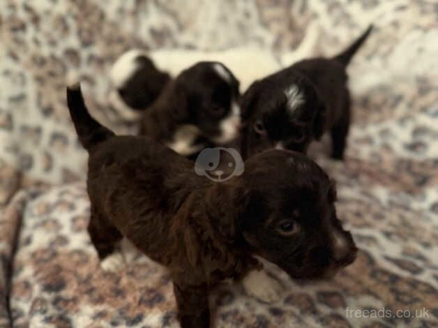 Cockerpoo puppies for sale in Tilbury, Essex - Image 4