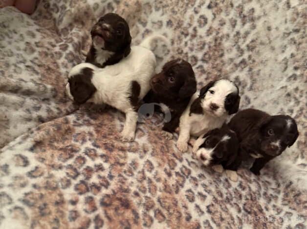 Cockerpoo puppies for sale in Tilbury, Essex - Image 5