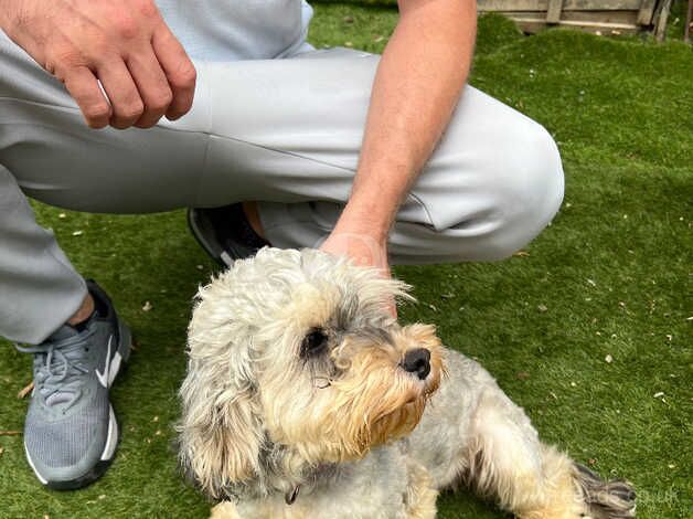 Cockerpoo puppies for sale in Royal Tunbridge Wells, Kent