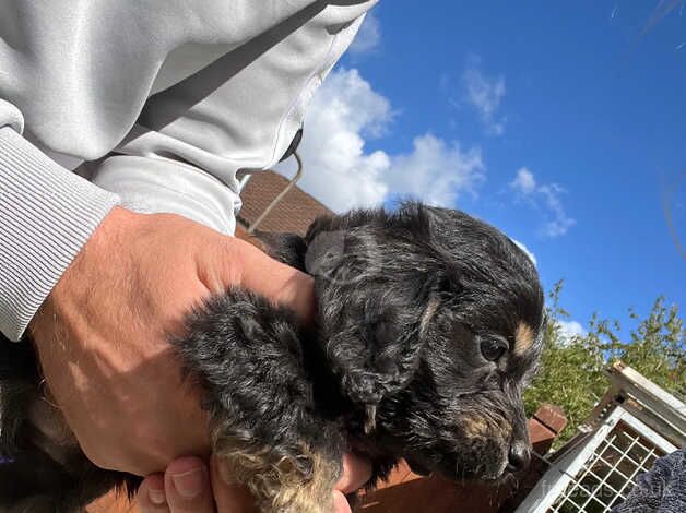 Cockerpoo puppies for sale in Royal Tunbridge Wells, Kent - Image 3