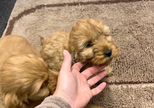 Cockerpoo puppies for sale in Worcester, Worcestershire