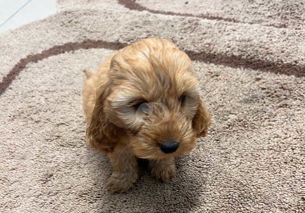 Cockerpoo puppies for sale in Worcester, Worcestershire - Image 2