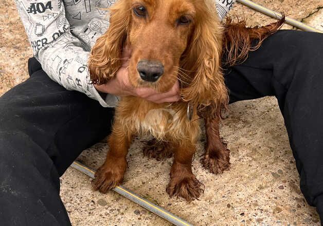 Cockerpoo puppies for sale in Worcester, Worcestershire - Image 4