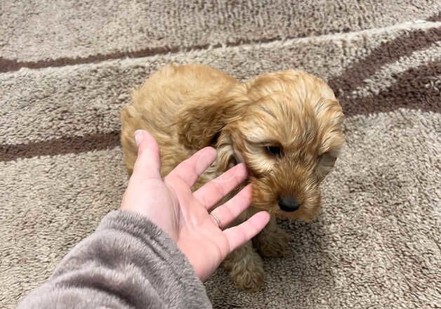 Cockerpoo puppies for sale in Worcester, Worcestershire - Image 5