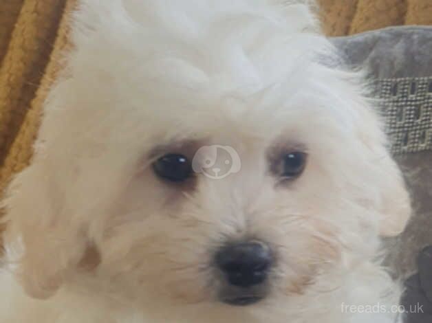 Cockerpoo puppies ready to find forever homes for sale in Rotherham, South Yorkshire - Image 1