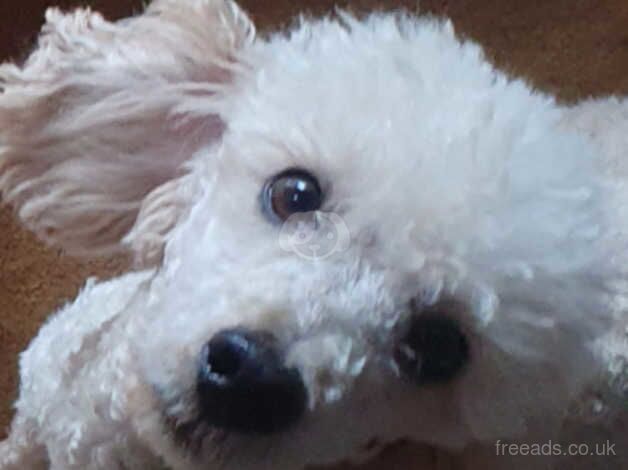 Cockerpoo puppies ready to find forever homes for sale in Rotherham, South Yorkshire - Image 2