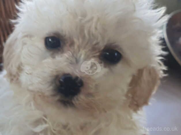 Cockerpoo puppies ready to find forever homes for sale in Rotherham, South Yorkshire - Image 3