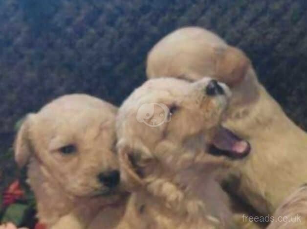 Cockerpoo puppies ready to find forever homes for sale in Rotherham, South Yorkshire - Image 5