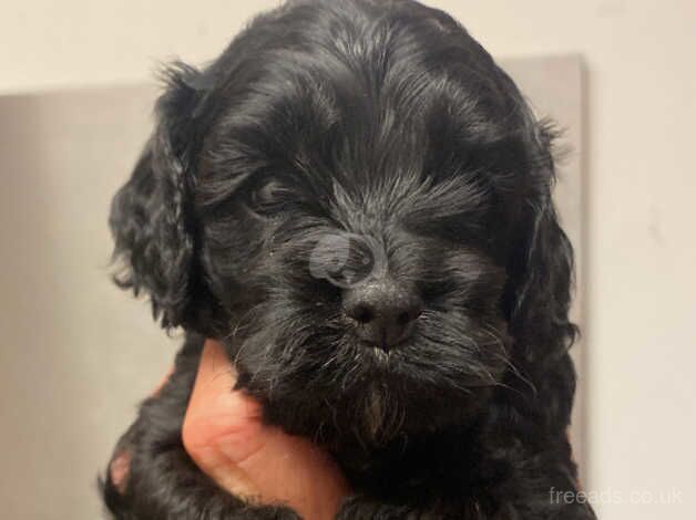 Cockerpoo puppys for sale in Abingdon, Oxfordshire