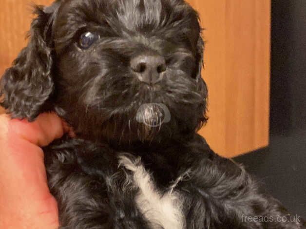 Cockerpoo puppys for sale in Abingdon, Oxfordshire - Image 2