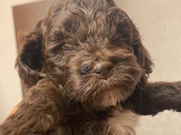 Cockerpoo puppys for sale in Abingdon, Oxfordshire - Image 3