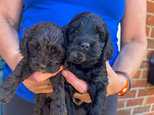 Cockerpoo puppys for sale in Abingdon, Oxfordshire - Image 5