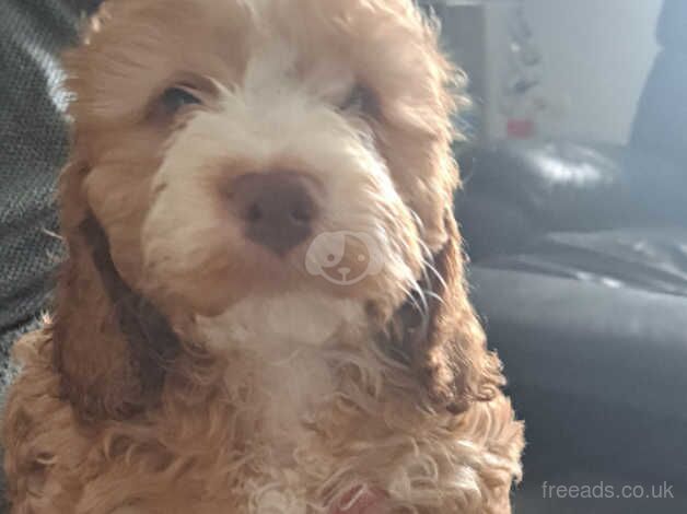 Cockerpoo pups f1 for sale in Merthyr Tydfil