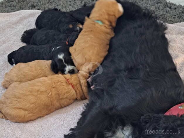 Cockerpoo pups f1 for sale in Merthyr Tydfil - Image 3