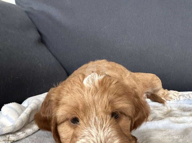 Cockerpoo pups for sale in Doncaster, South Yorkshire