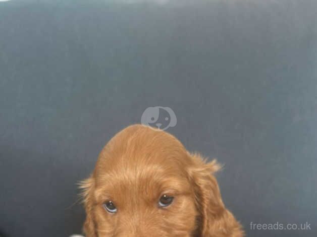 Cockerpoo pups for sale in Doncaster, South Yorkshire - Image 2