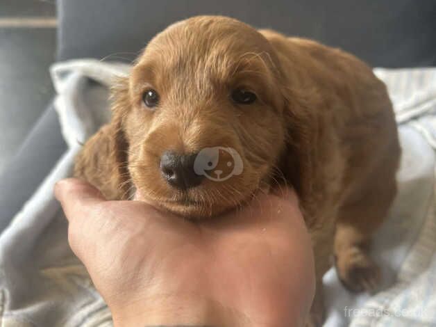 Cockerpoo pups for sale in Doncaster, South Yorkshire - Image 3