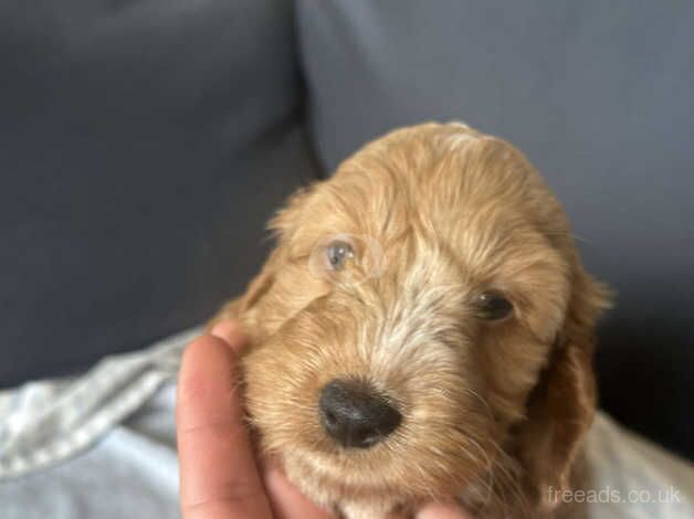 Cockerpoo pups for sale in Doncaster, South Yorkshire - Image 4