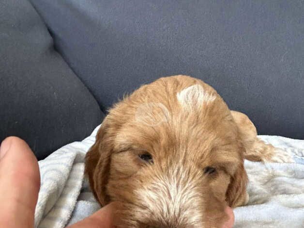 Cockerpoo pups for sale in Doncaster, South Yorkshire - Image 5