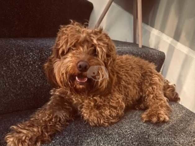 Cockerpoo REHOME for sale in Norwich, Norfolk