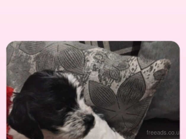 Cockapoo Puppies for sale in South Yorkshire