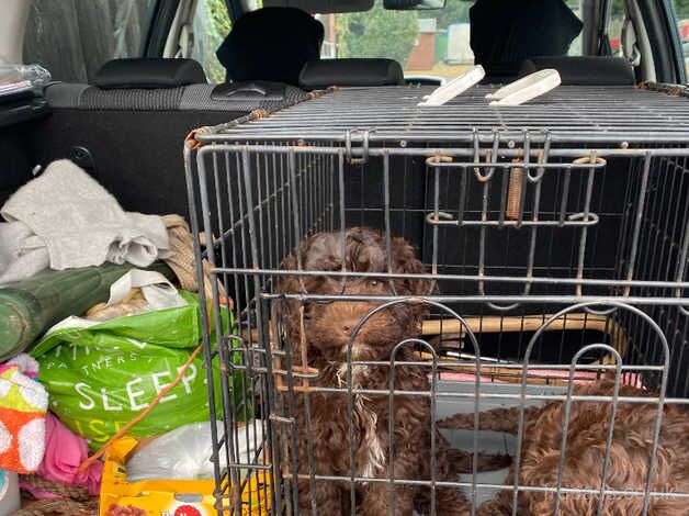 COCKERPOOOS PUPPIES / 2 GIRLS. With Microchip/Vaccination Card for sale in Peterborough, Cambridgeshire - Image 1