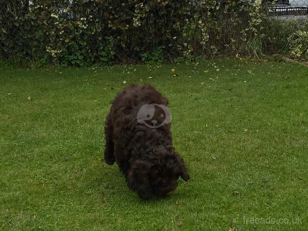 COCKERPOOOS PUPPIES / 2 GIRLS. With Microchip/Vaccination Card for sale in Peterborough, Cambridgeshire - Image 2