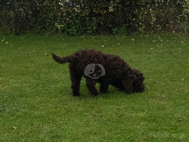 COCKERPOOOS PUPPIES / 2 GIRLS. With Microchip/Vaccination Card for sale in Peterborough, Cambridgeshire - Image 4