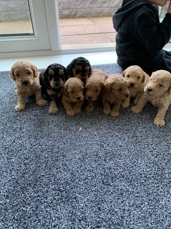 Cockerpoos for sale in Wolverhampton, West Midlands - Image 8