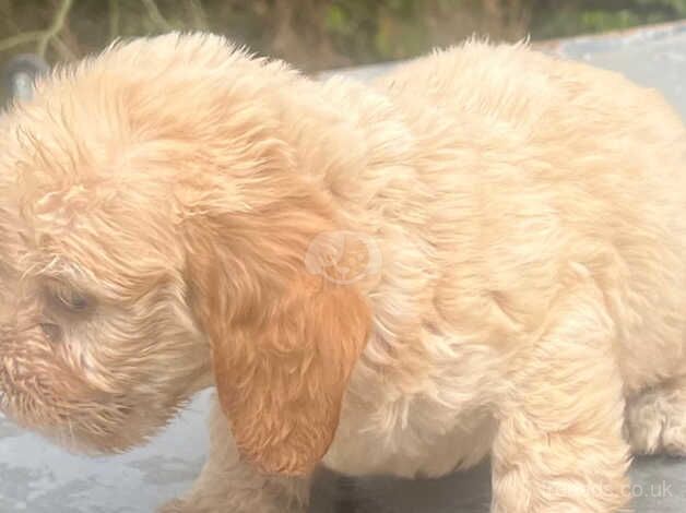 Cockerpoos for sale in Dereham, Norfolk - Image 3