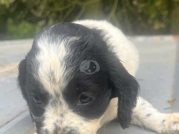 Cockerpoos for sale in Dereham, Norfolk - Image 4