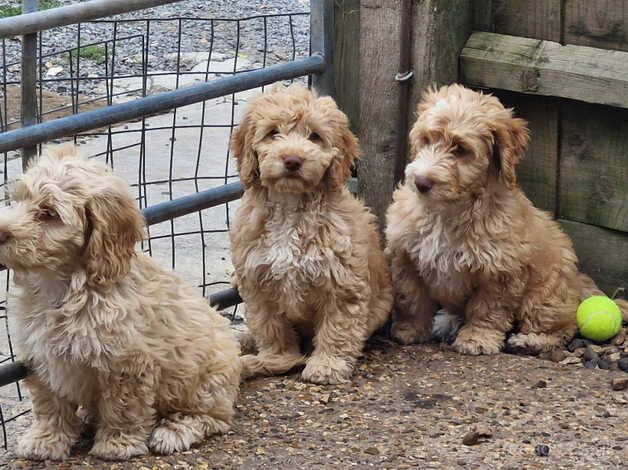 Cockerpoos for sale in Sturminster Newton, Dorset